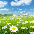 CAMOMILLE NOBLE - Huile essentielle  10 ml