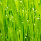 PALMAROSA BIO Huile essentielle - 10 ml