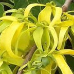 YLANG YLANG BIO - Huile essentielle 10ml